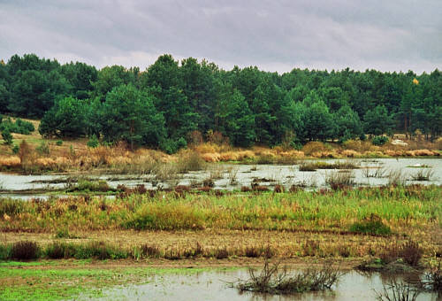 Rozlewiska rzeki Łagowica, która 1 km dalej wraz z Czarną tworzy Zalaw Chańcza