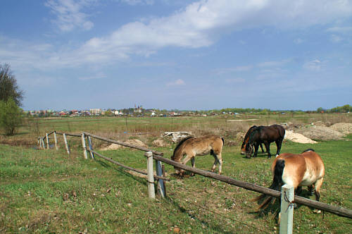 Konie we Włodawie