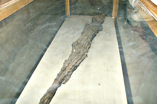 Komombo - Zmumifikowany krokodyl eksponowany w kaplicy Hathor
