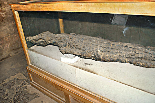 Zmumifikowany krokodyl w kaplicy Hathor