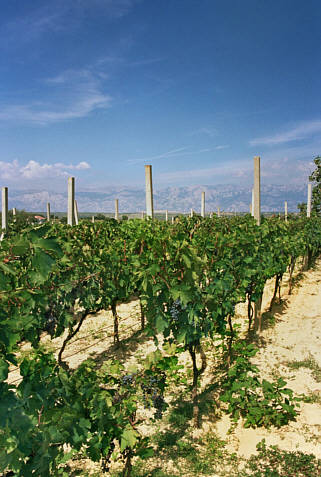 Plantacja winogron
