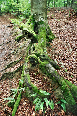 Zdjęcie lasu przy  krasnobrodzkiej Kapliczce św. Rocha 