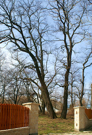 Zabytkowe drzewa w parku