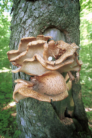 Potężny grzyb rosnący na pomniku przyrody - sośnie wejmutce (widać porównanie z monetą 2 zł)