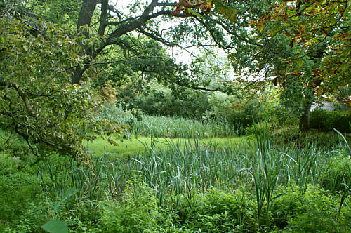 Jeden ze stawów w ogrodach, zarośnięty i prawie wyschnięty