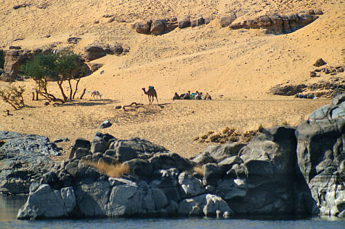 Wielbłądy przy wiosce nubijskiej