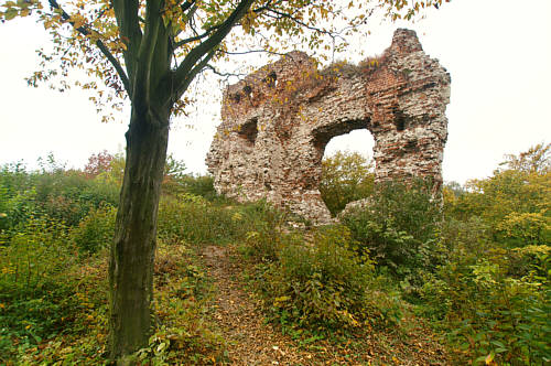 Zdjęcie przedstawia porośnięty teren zamku