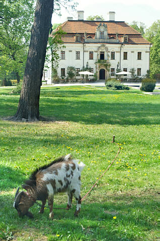 Zdjęcie pałacu i pasącej się kozy