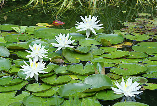 Atrakcją arboretum są piękne lilie wodne (nenufary)