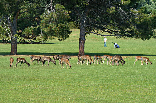 Stado jeleni i golfiarze