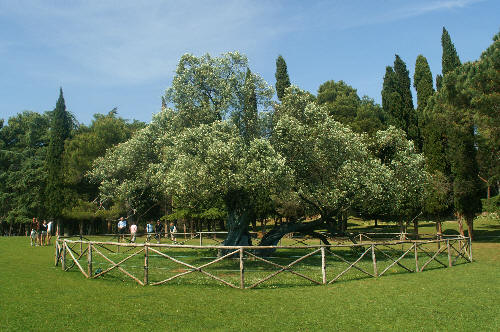 Blisko 1000-letnie drzewo oliwne