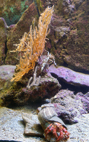 Niewielkie ale ciekawe akwarium/oceanarium w Rovinj