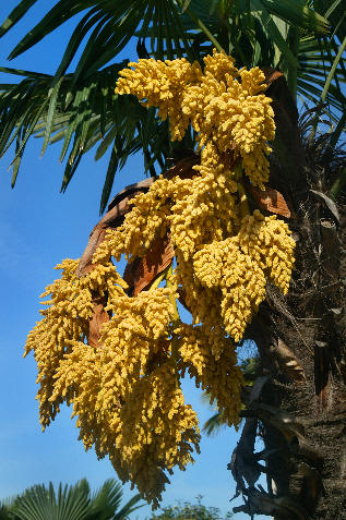 Kwitnąca palma we Vrsar