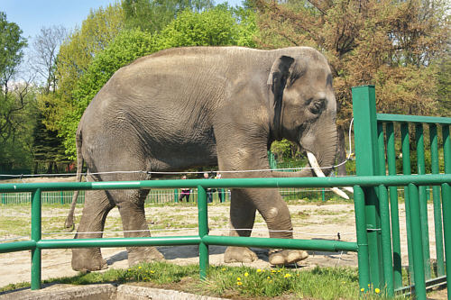 Ogród zoologiczny w Chorzowie - słonie